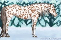 Horse Color:Bay Leopard 
