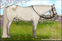 Horse Color:Liver Red Dun Appaloosa