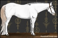 Horse Color:Chestnut Near Leopard 