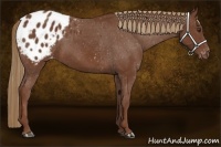 Horse Color:Chestnut Appaloosa