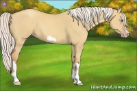 Horse Color:Silver Classic Champagne Dun Splash Frame 