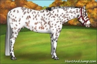 Horse Color:Bay Roan Leopard 