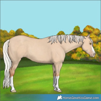 Horse Color:Silver Classic Champagne Dun Splash Frame 