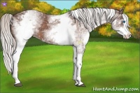 Horse Color:White Spotted Silver Bay Splash 