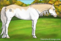 Horse Color:Silver Classic Champagne Dun Splash Frame