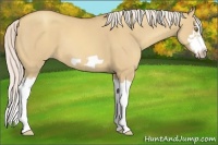 Horse Color:Silver Classic Champagne Dun Splash Frame