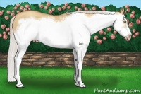 Horse Color:Silver Classic Champagne Dun Splash Frame