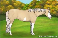 Horse Color:Silver Classic Champagne Dun Splash Frame 