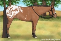 Horse Color:Bay Appaloosa