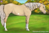 Horse Color:Silver Classic Champagne Dun Splash Frame 