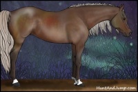 Horse Color:Silver Bay 