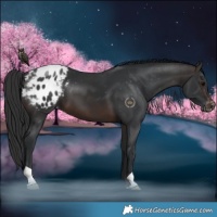 Horse Color:Brown Appaloosa