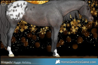 Horse Color:Brown Appaloosa 