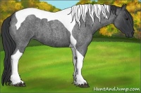 Horse Color:Blue Roan Tobiano 