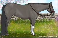 Horse Color:Grullo
