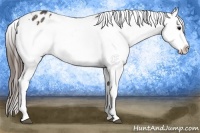 Horse Color:Buckskin Appaloosa 