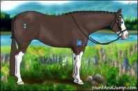 Horse Color:Liver Chestnut Sabino Splash