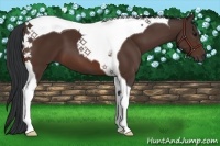 Horse Color:Bay Tobiano 