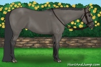 Horse Color:Grullo 