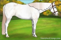 Horse Color:White Spotted Buckskin Pearl Appaloosa 