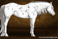 Horse Color:White Spotted Black Appaloosa 