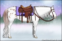 Horse Color:Chocolate Bay Splash Appaloosa 