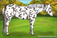 Horse Color:Liver Chestnut Appaloosa 