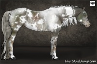 Horse Color:White Spotted Liver Chestnut Rabicano 