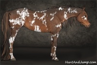 Horse Color:Liver Chestnut and White Spotted Liver Chestnut