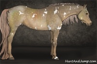 Horse Color:White Spotted Chocolate Palomino