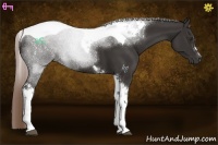Horse Color:Liver Chestnut Tobiano 