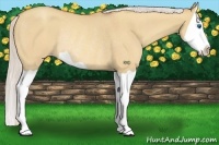 Horse Color:Silver Amber Champagne Dun Splash Rabicano