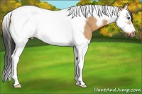 Horse Color:Bay Dun Splash Tobiano Frame 