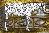 Horse Color:Black Near Leopard 