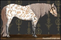 Horse Color:Bay Dun Near Leopard 
