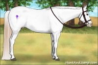 Horse Color:Red Dun Appaloosa 