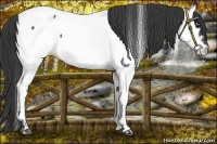 Horse Color:Black Fewspot 
