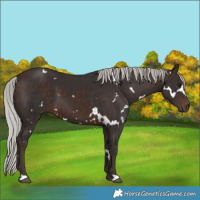 Horse Color:White Spotted Silver Brown