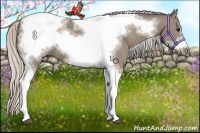 Horse Color:Silver Grullo Tobiano Frame