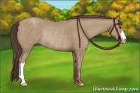 Horse Color:Classic Champagne Rabicano