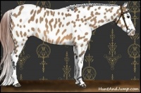 Horse Color:Bay Dun Near Leopard 