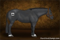 Horse Color:Black  and Black 