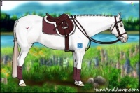 Horse Color:Chestnut Tobiano Appaloosa