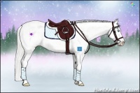 Horse Color:Cremello Splash Appaloosa 