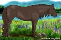 Horse Color:Liver Chestnut 