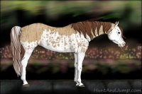 Horse Color:Red Dun Splash and Red Dun Splash