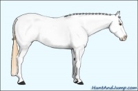 Horse Color:White Spotted Buckskin Dun Frame Appaloosa Rabicano