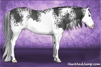 Horse Color:White Spotted Black Splash Rabicano