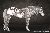 Horse Color:Silver Bay Frame Appaloosa 