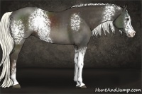 Horse Color:White Spotted Liver Chestnut Sabino 